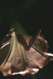 Brugmansia suaveolens 'Pink Beauty' RCP 6-08 176.jpg